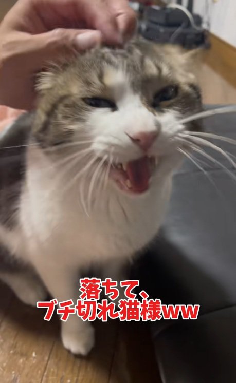 イカ耳になっている怒って鳴いている猫