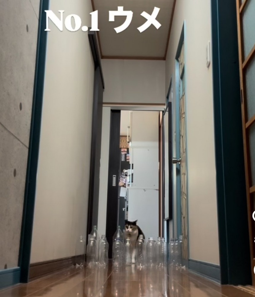 廊下の奥から歩いて来る三毛猫（NO.1ウメ）