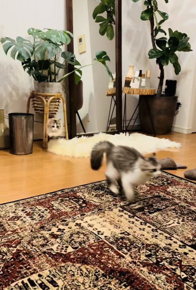 兄ミヌエットを追いかける妹ミヌエット