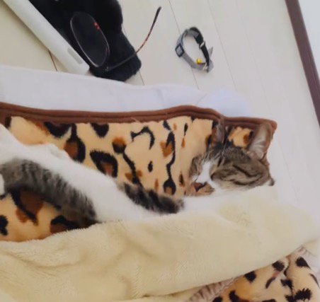 目を閉じたまま前足を伸ばす猫