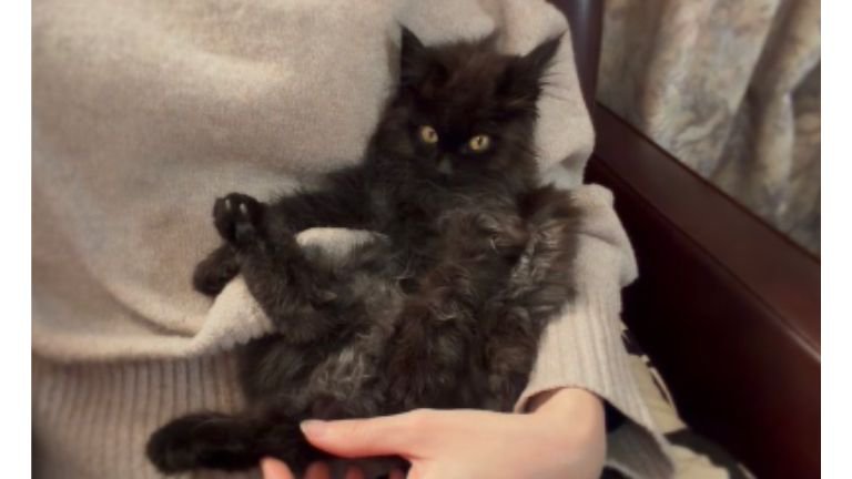 抱かれている子猫