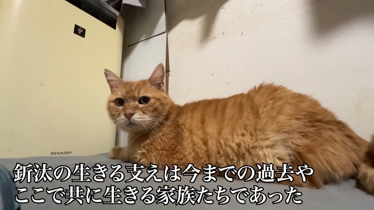 カメラを見る猫