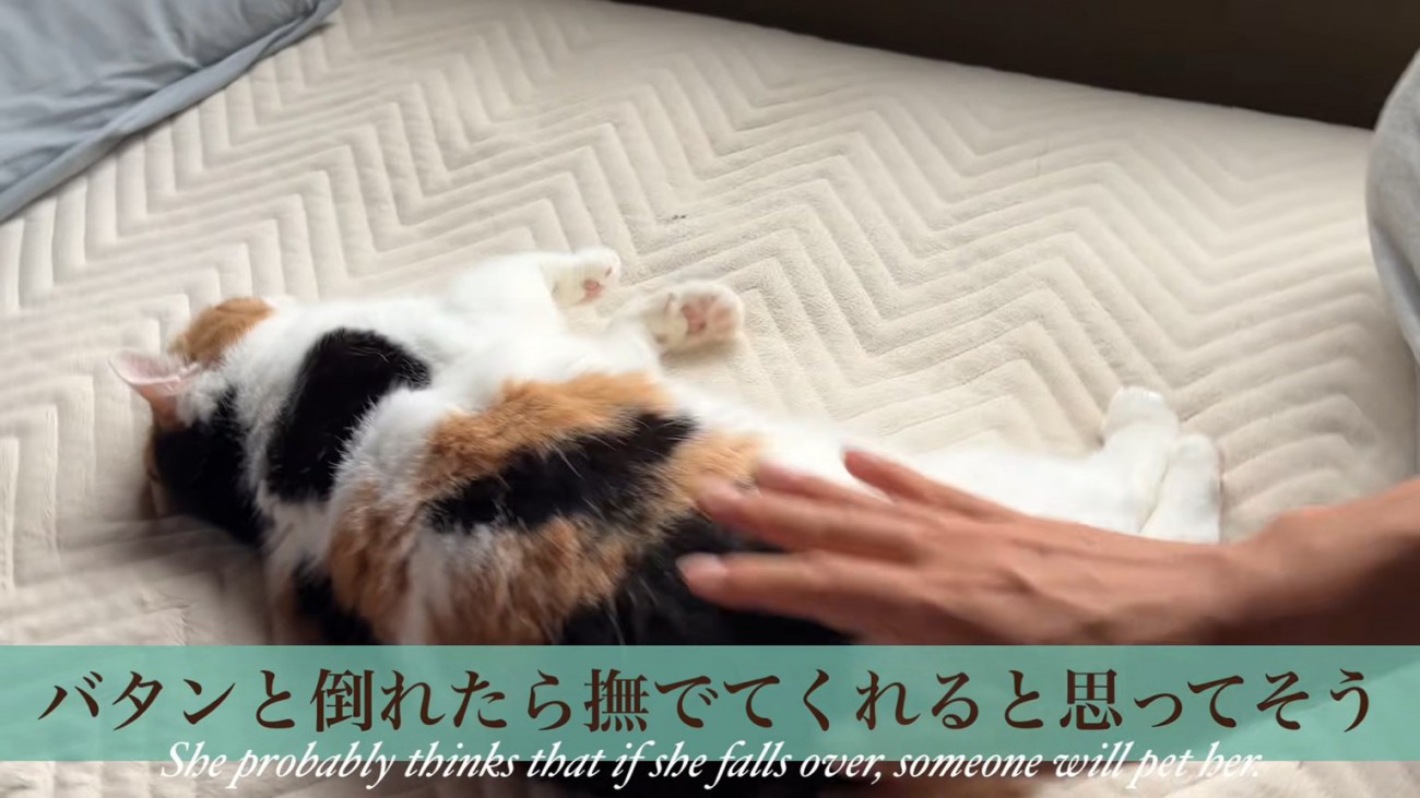 倒れる猫
