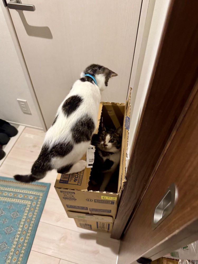 ダンボールでかくれんぼをする2匹の猫