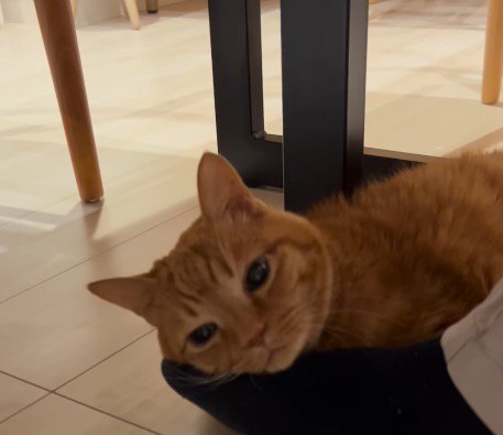 男性の足に顔を乗せて穏やかな表情を浮かべる猫