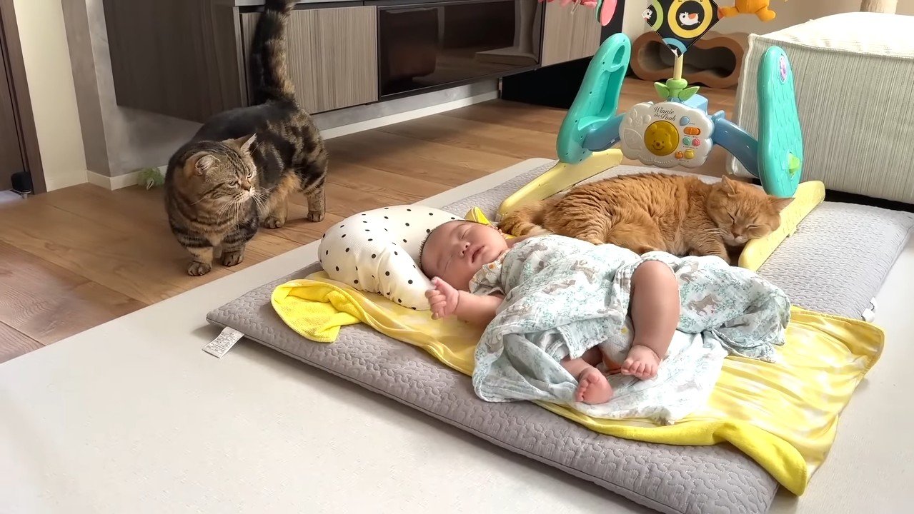 じっと見られるふたり