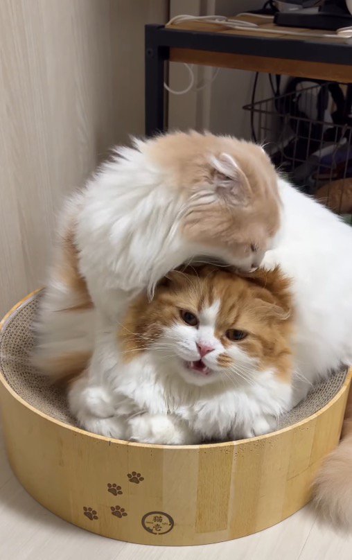 クリーム色の猫に頭を舐められて口を開く茶色い猫