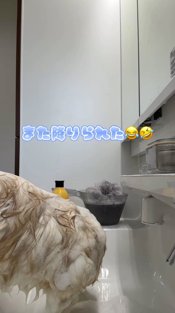 シャンプー台から飛び降りようとする猫