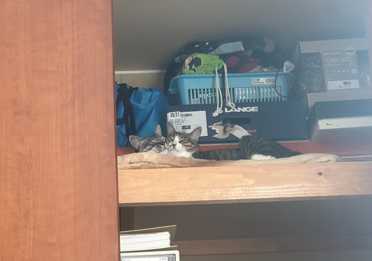 クローゼットで寝る猫2匹