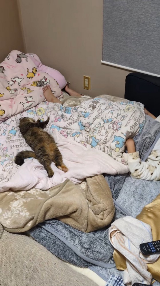 布団の真ん中に仰向けになって眠る猫