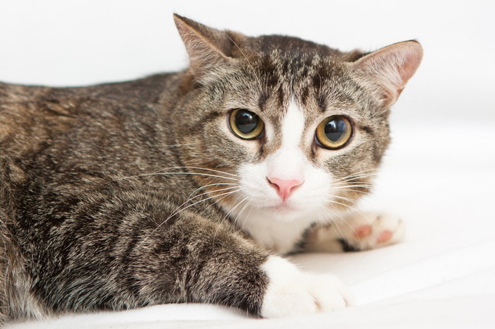 猫が雷を怖がる時の対処法