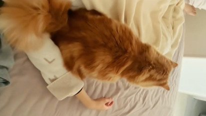 飼い主さんの腕の間に座る猫
