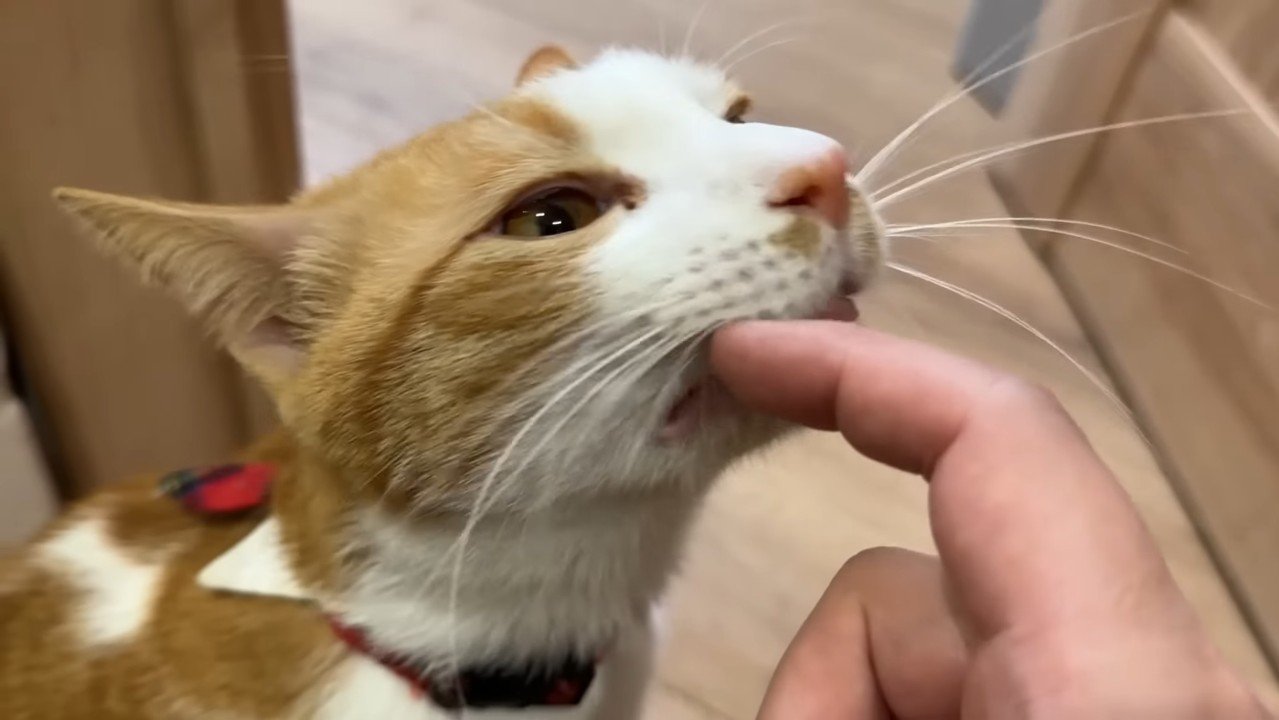 なでなで(チップ)