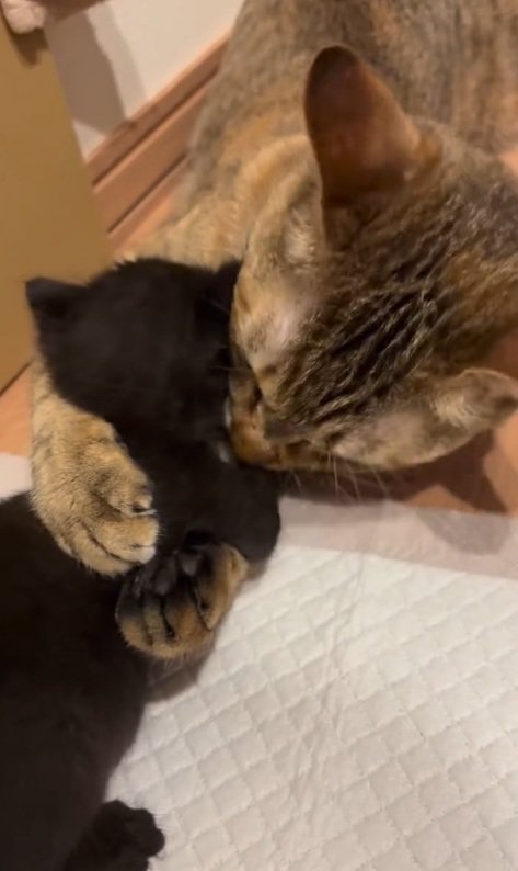 念入り