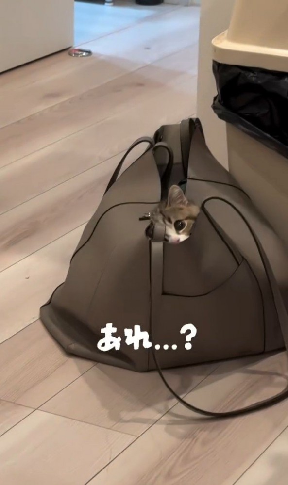 鞄に入って片目だけ見えている猫