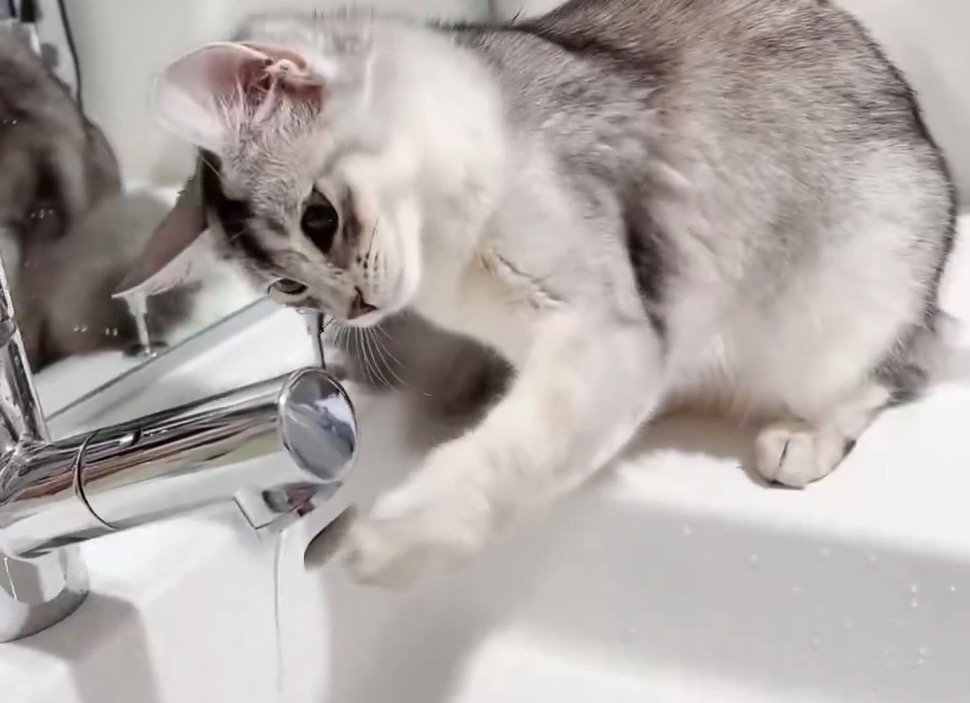 蛇口から出る水に前足を近づける猫