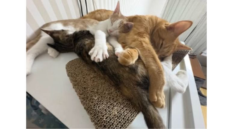 寝ている猫