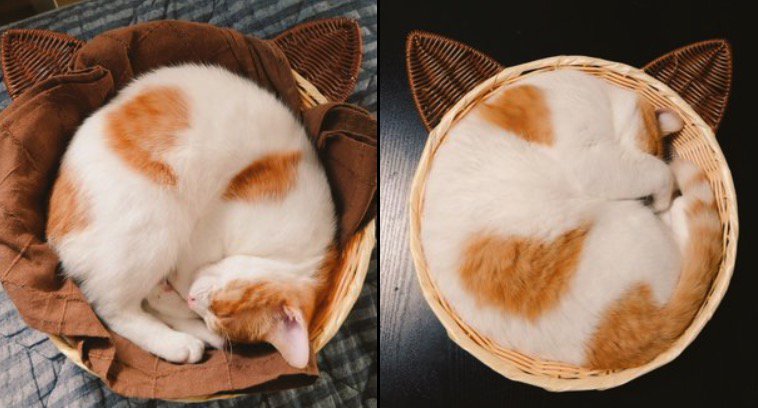 カゴの中で眠る子猫と成猫の写真