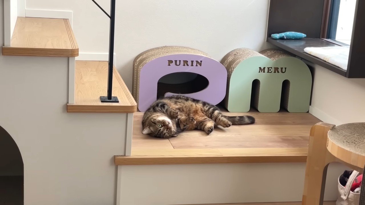 お腹を見せるメルくん