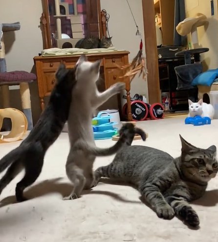 左側で二本足で立つ子猫とその傍らで横になるキジトラ猫