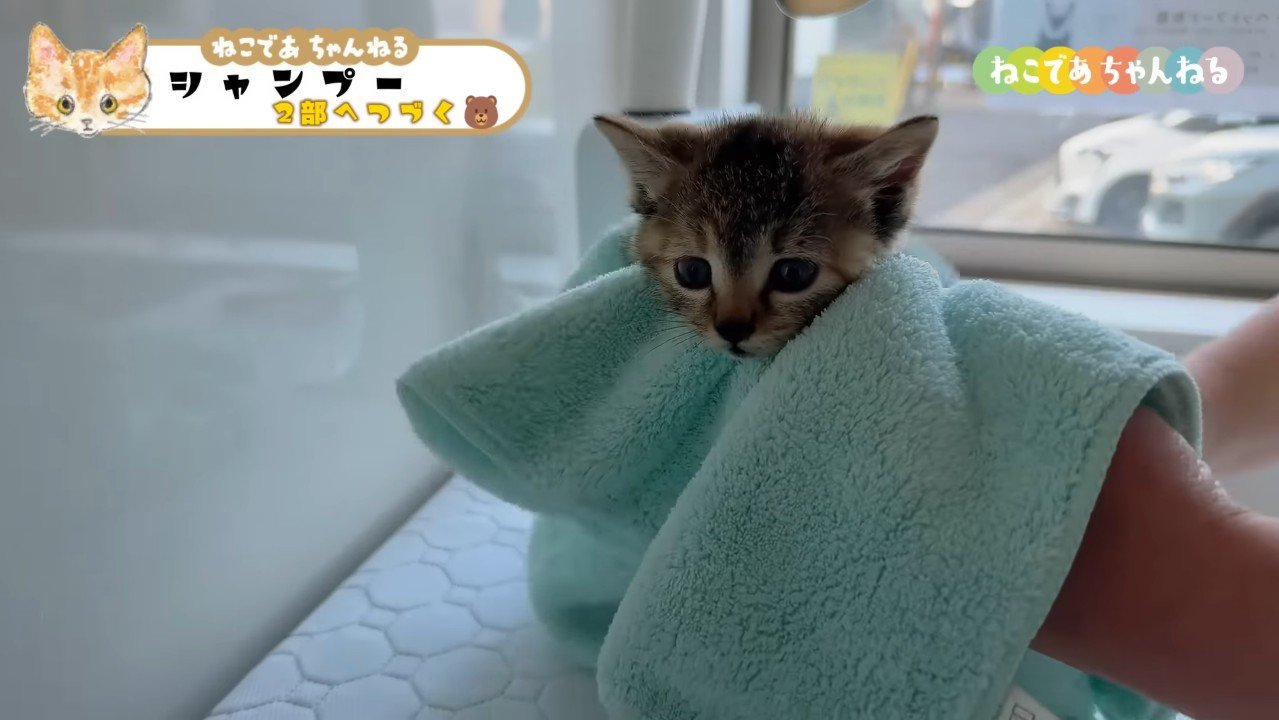 タオルで包まれたキジトラ子猫