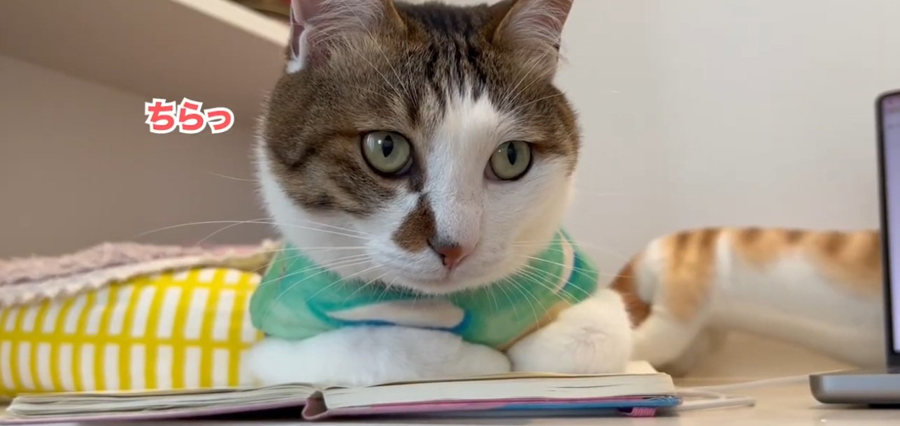 ノートの上に座っている猫