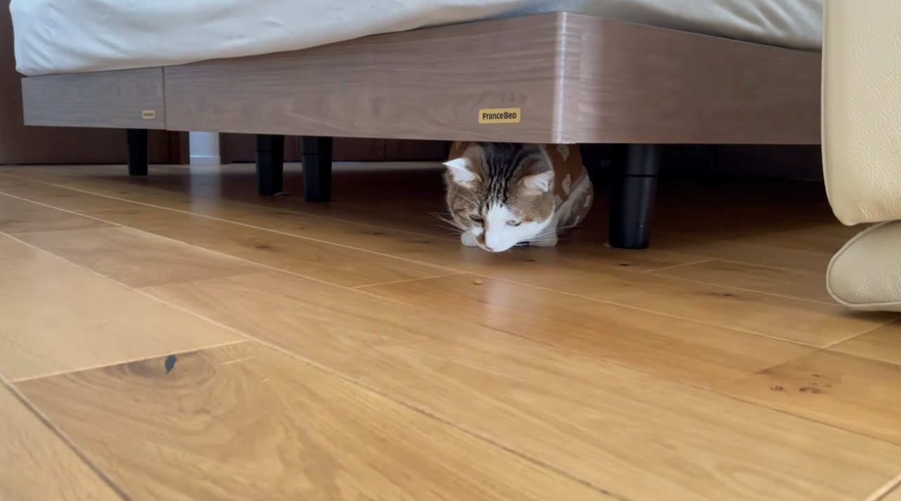ベッドの下に隠れておやつをみている猫
