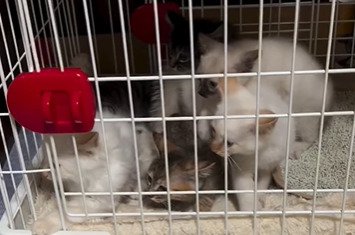 横を見る子猫たち