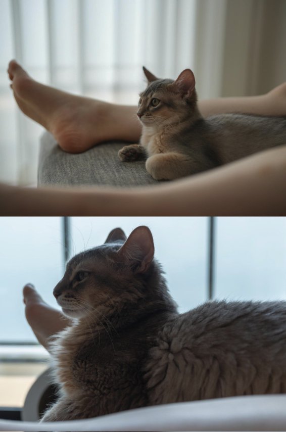 飼い主の足の間でくつろぐ猫の比較写真