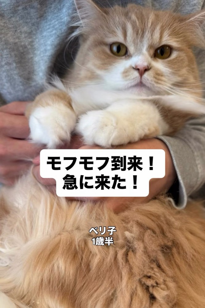 抱っこされる長毛の猫