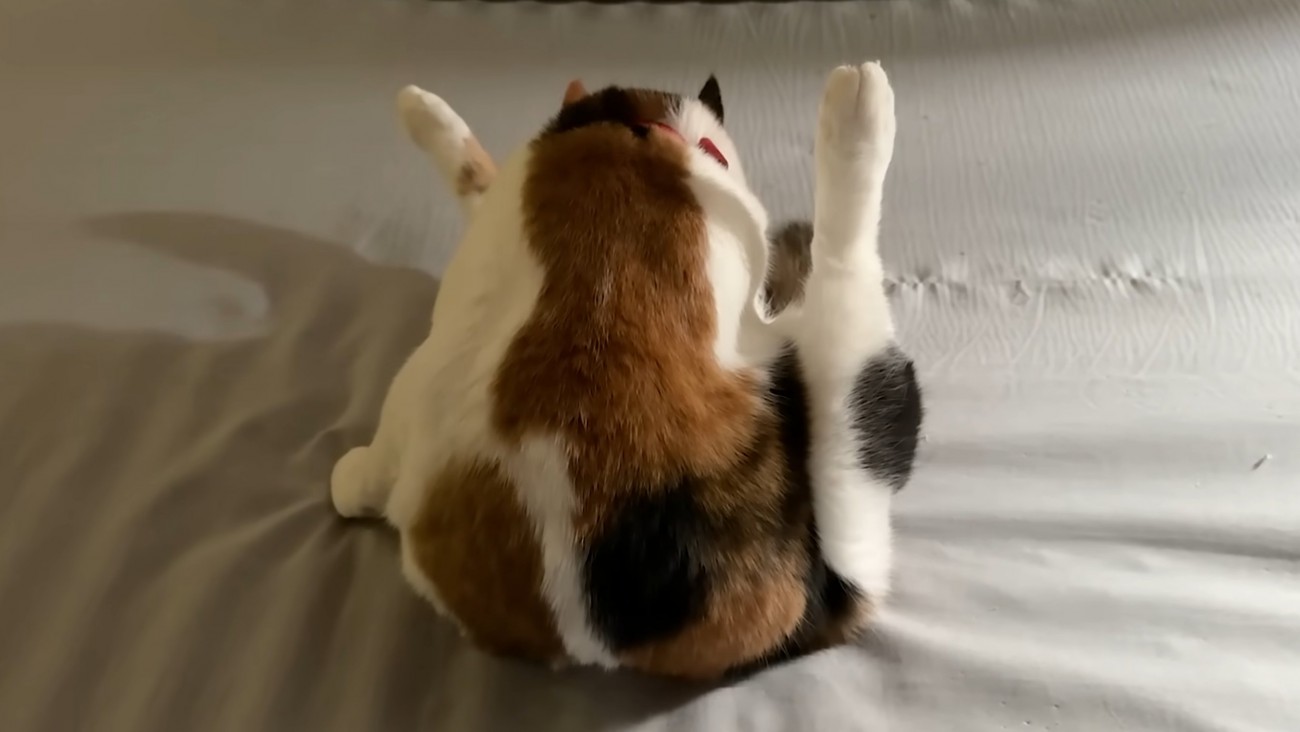 両足上げて毛づくろいしている猫の背中