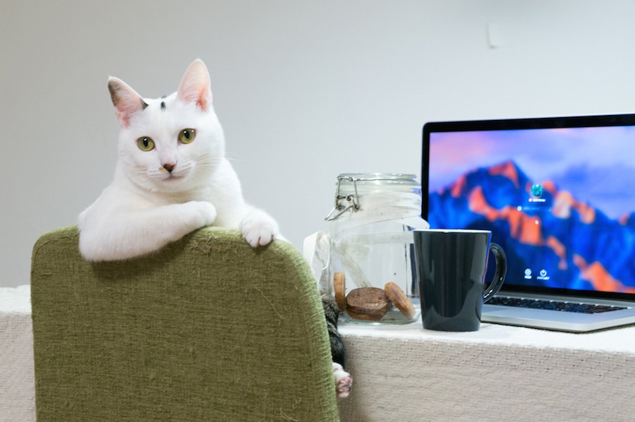 猫のイメージが変わった！実はこんな性格