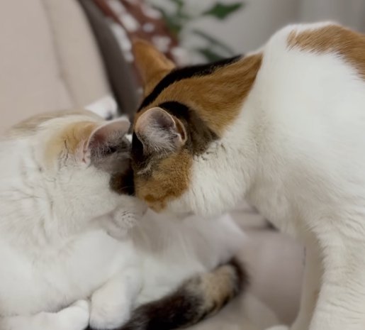 おでこをつける二匹の猫