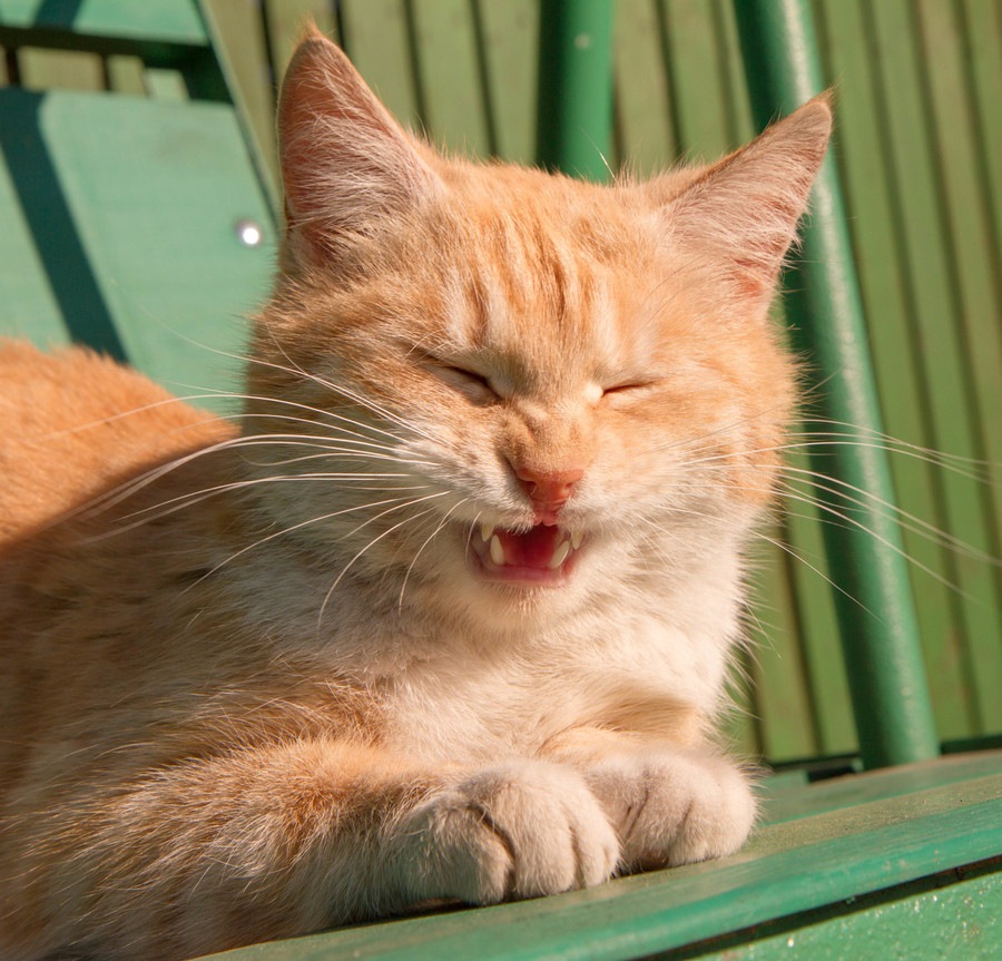 猫が花粉症になるのはどうして？対策の方法
