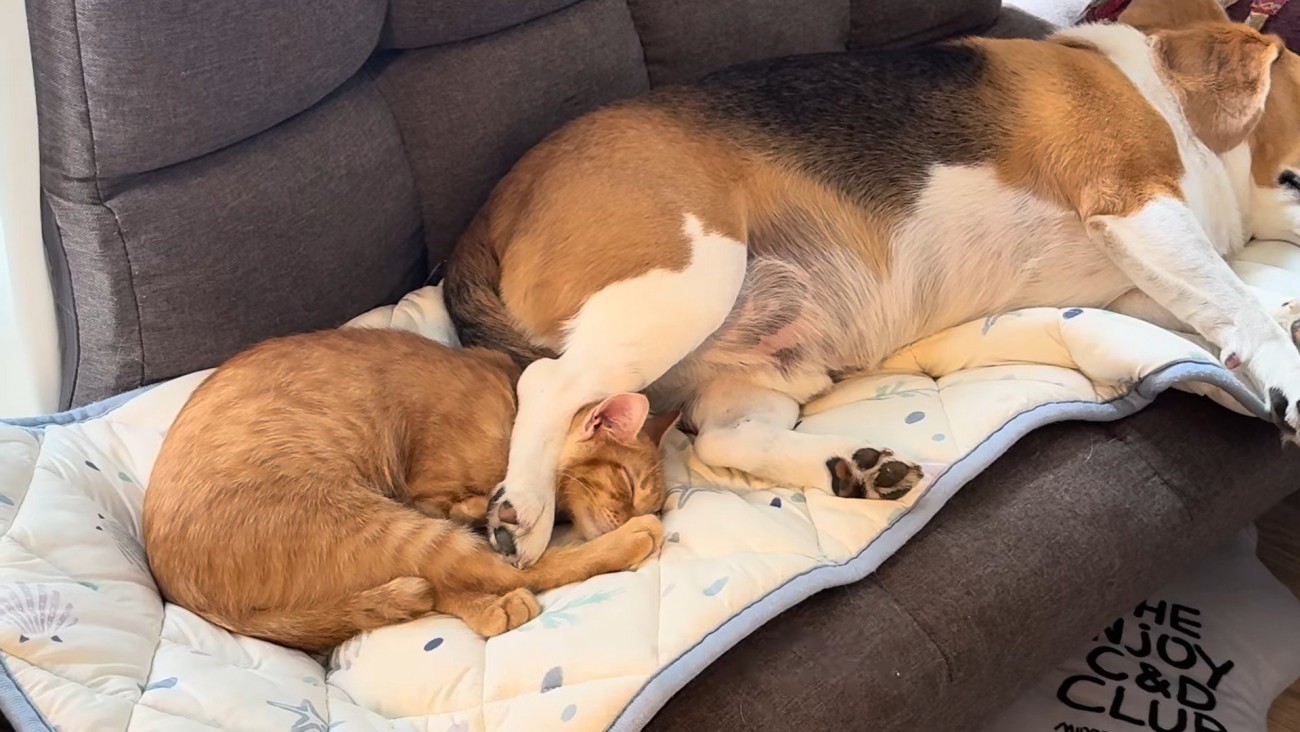 犬の足の下で寝る猫