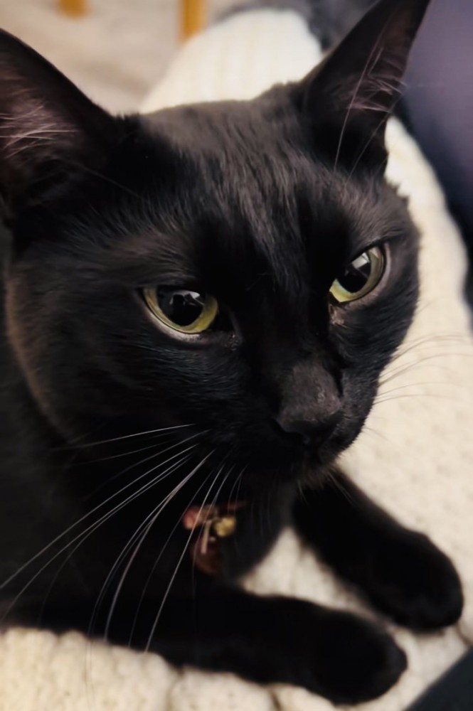 ママの膝の上で甘える黒猫