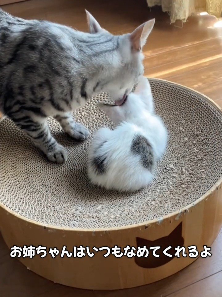 子猫をなめる成猫