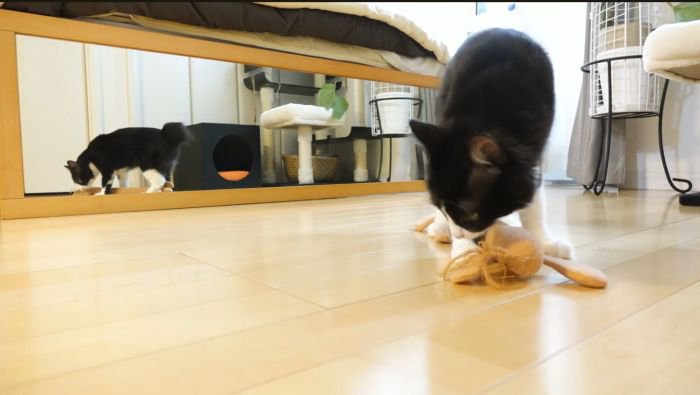 色んなおもちゃで遊ぶチコちゃん1