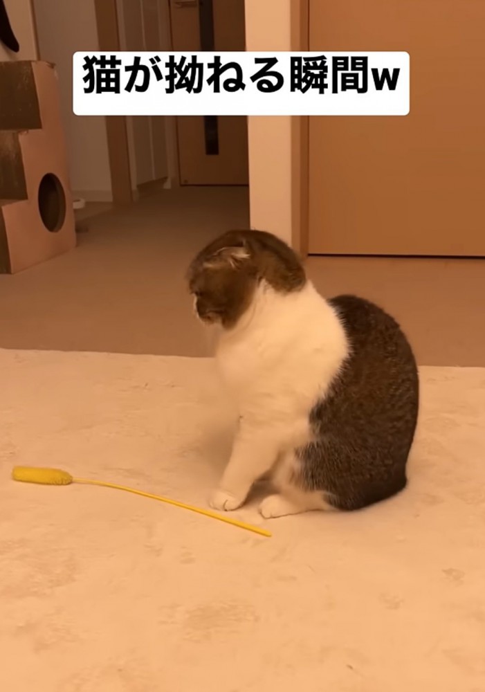 後ろを向く猫2