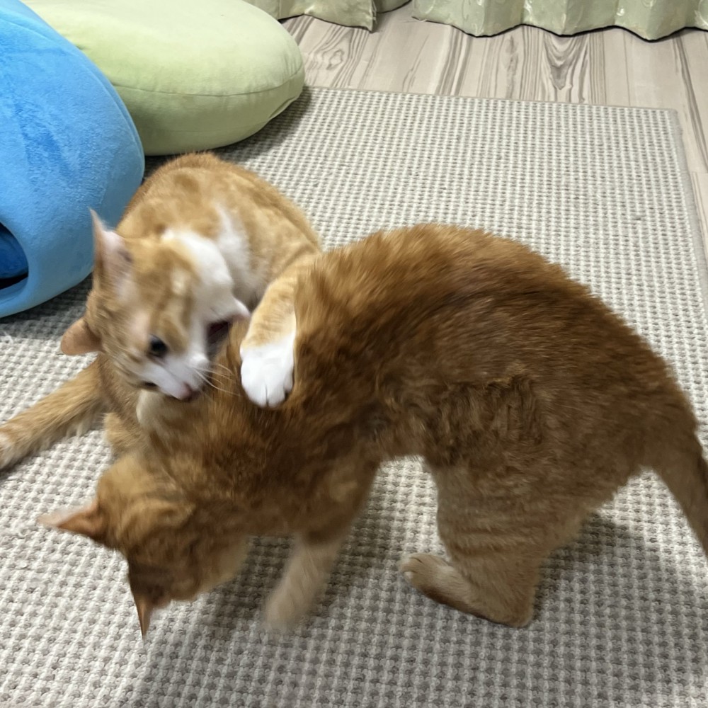 茶トラ猫の首にしがみつく茶白猫