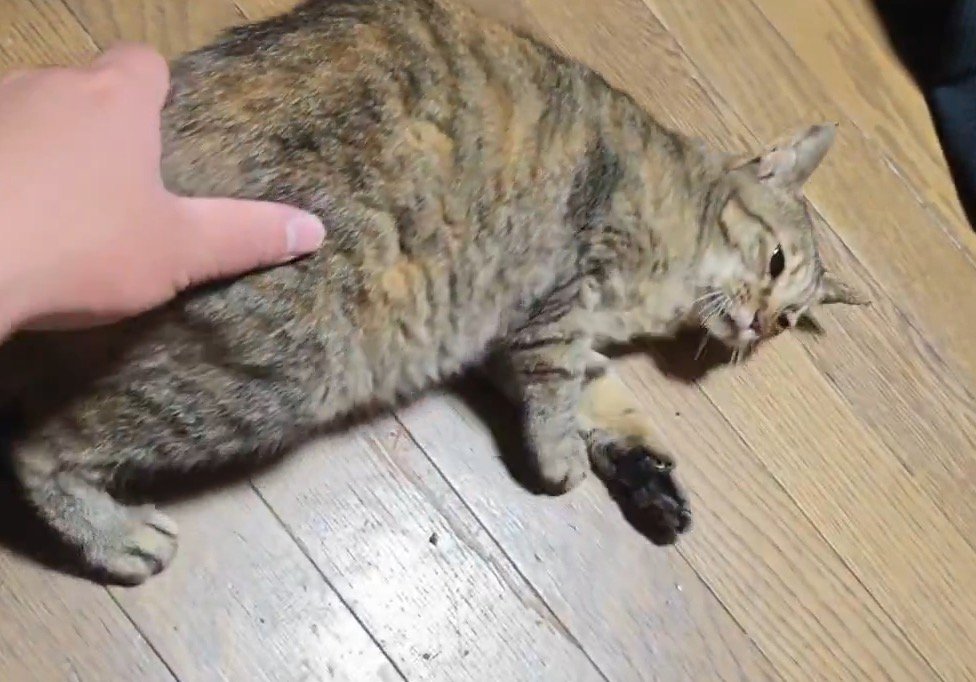 飼い主にお尻を掴まれて、床に寝転がる猫