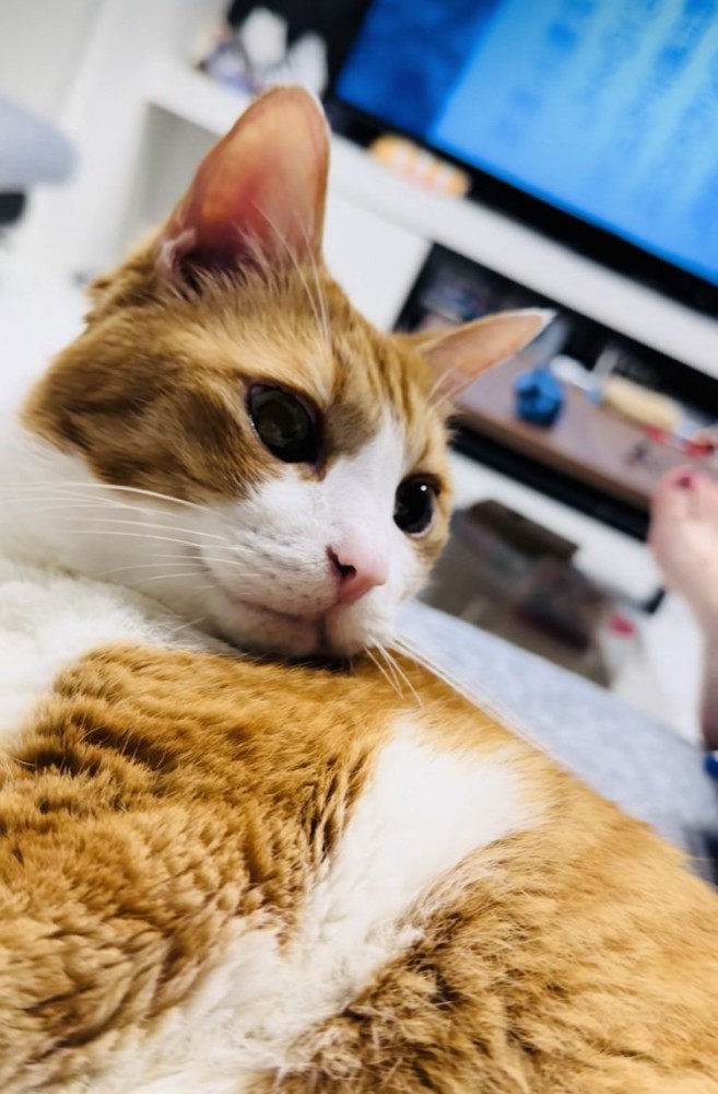 ソファでくつろぐ茶白猫