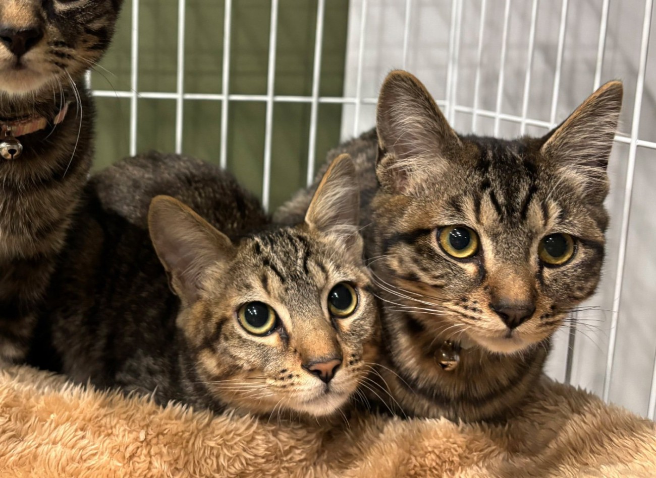 寄り添う2匹の子猫