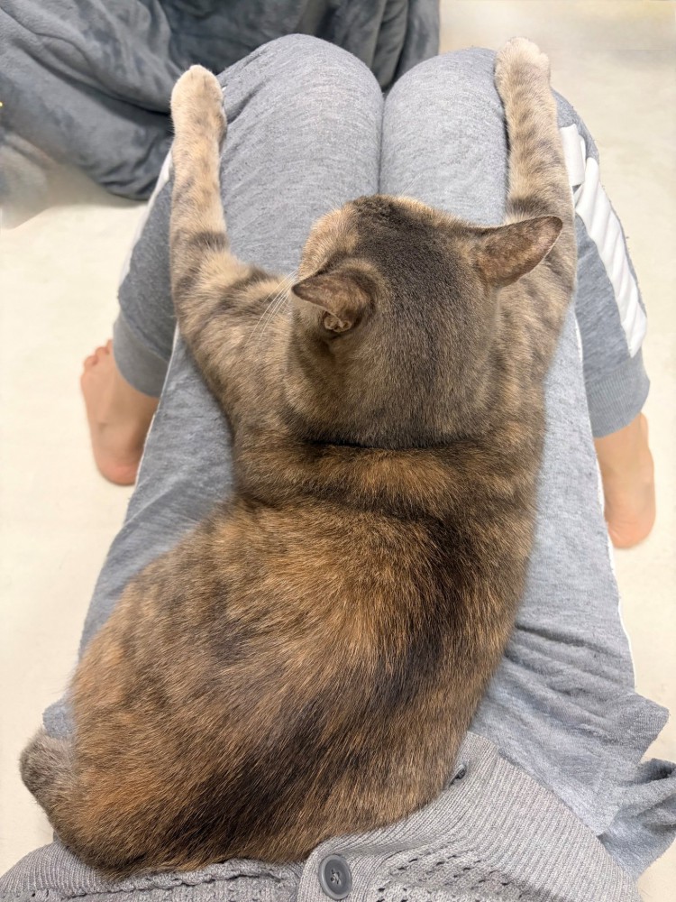 膝の上に座り込む三毛猫（姉妹猫）