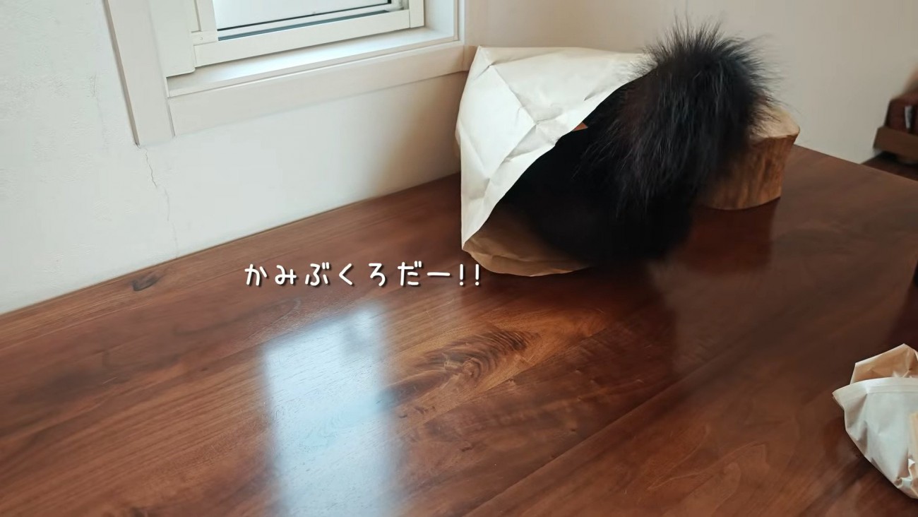 紙袋に入るモカちゃん