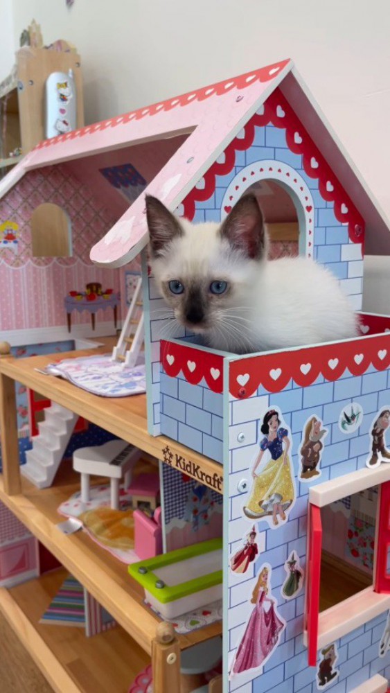 ドールハウスの上に座る子猫