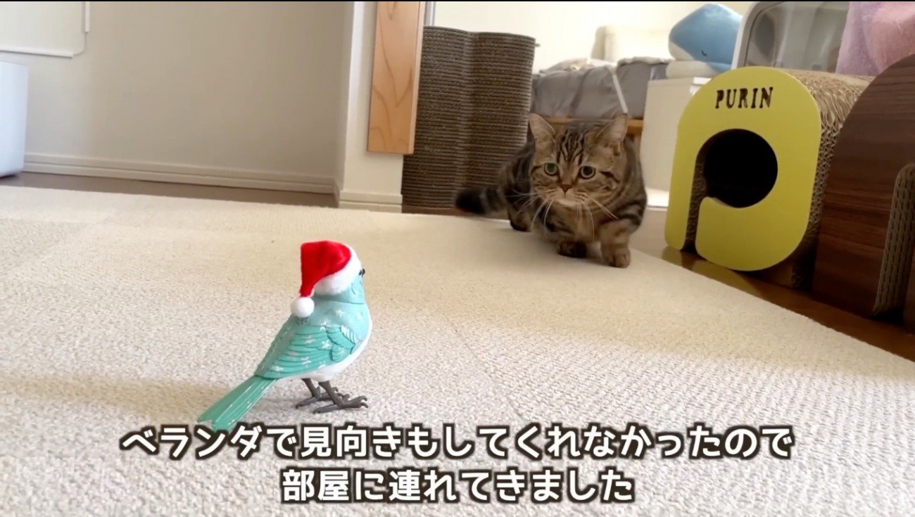 遠くから鳥のおもちゃを見つめるキジトラ猫
