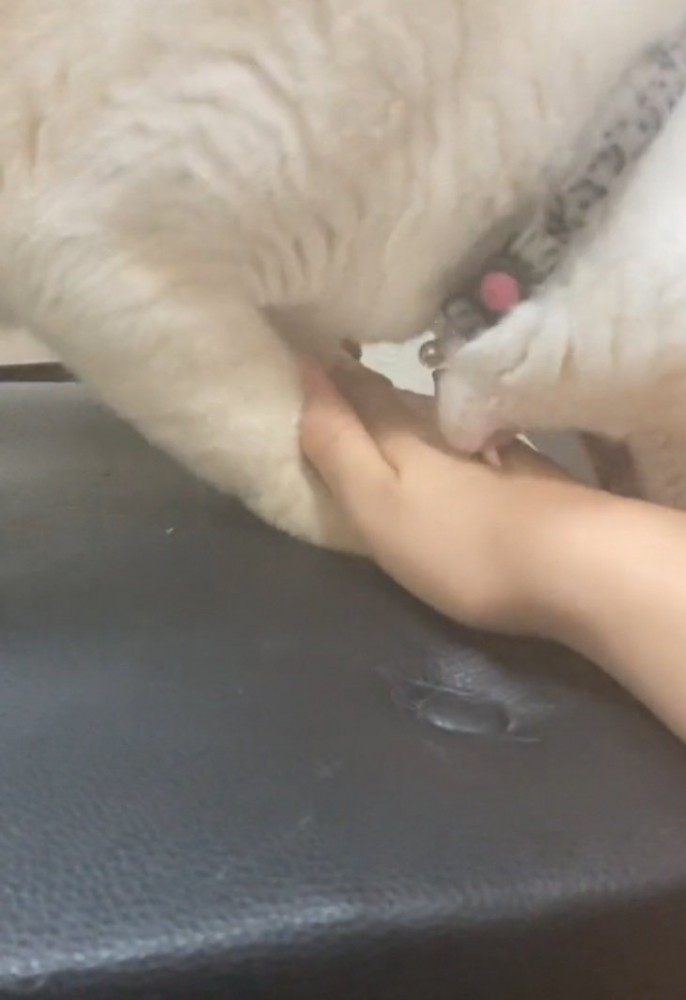 手を噛む猫