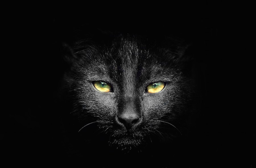 かっこいい猫たちの画像10連発！