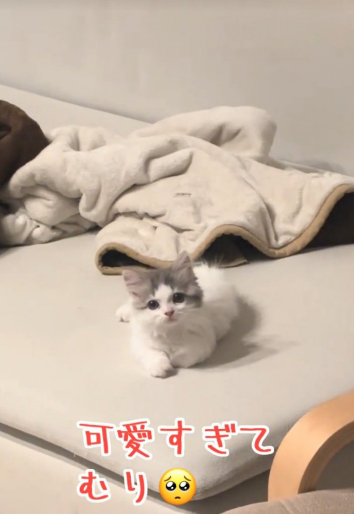 お座りしてガン見する猫